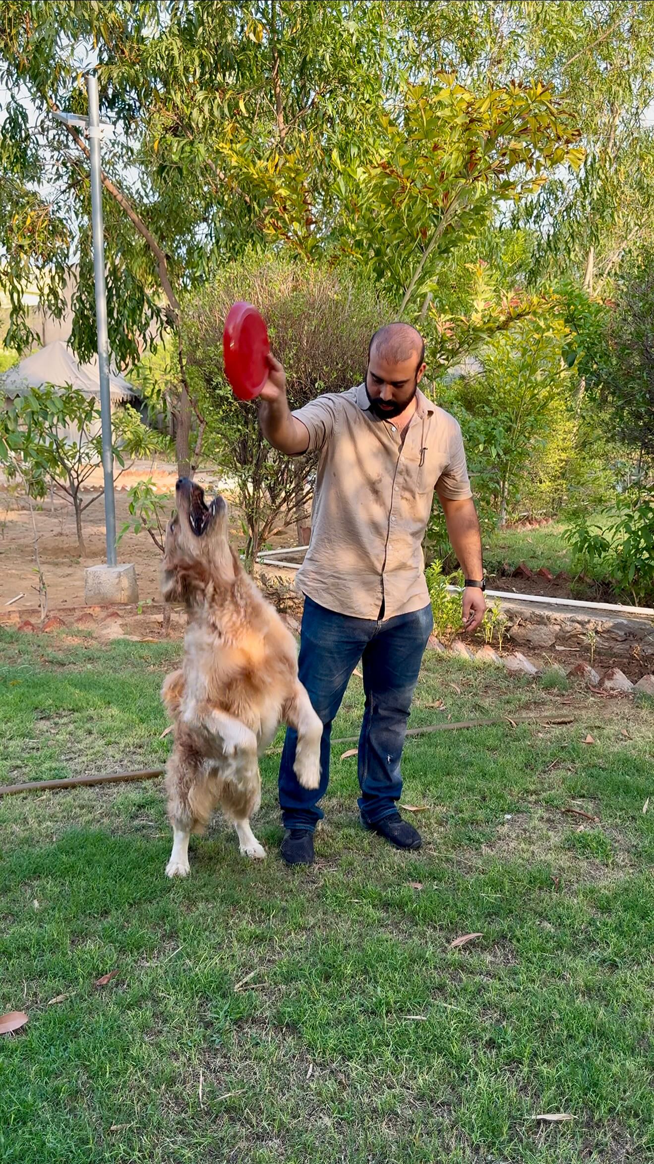 A caretaker gently brushing a happy beagle