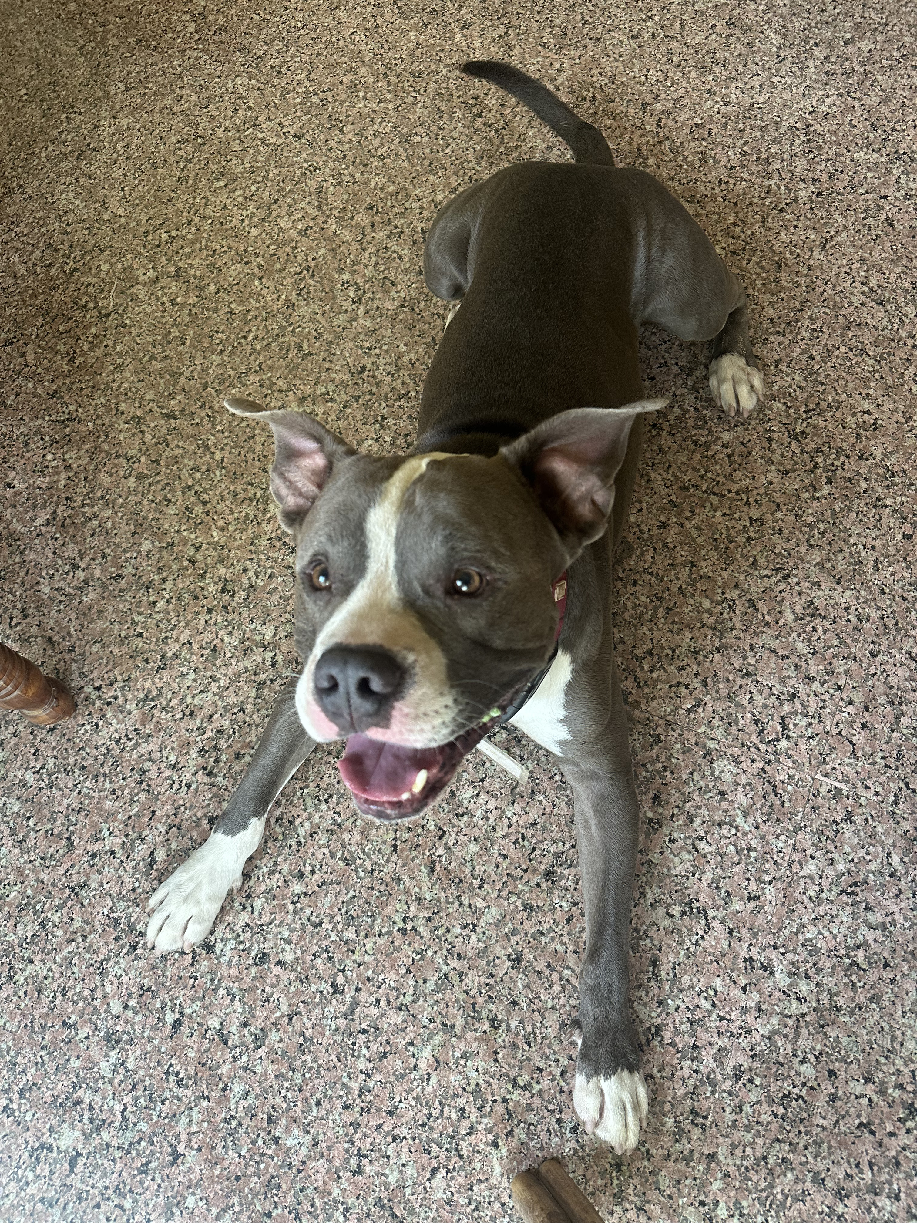 Dobby, a American Pitbull Terrier — Boarder of the Month at The Tail Den