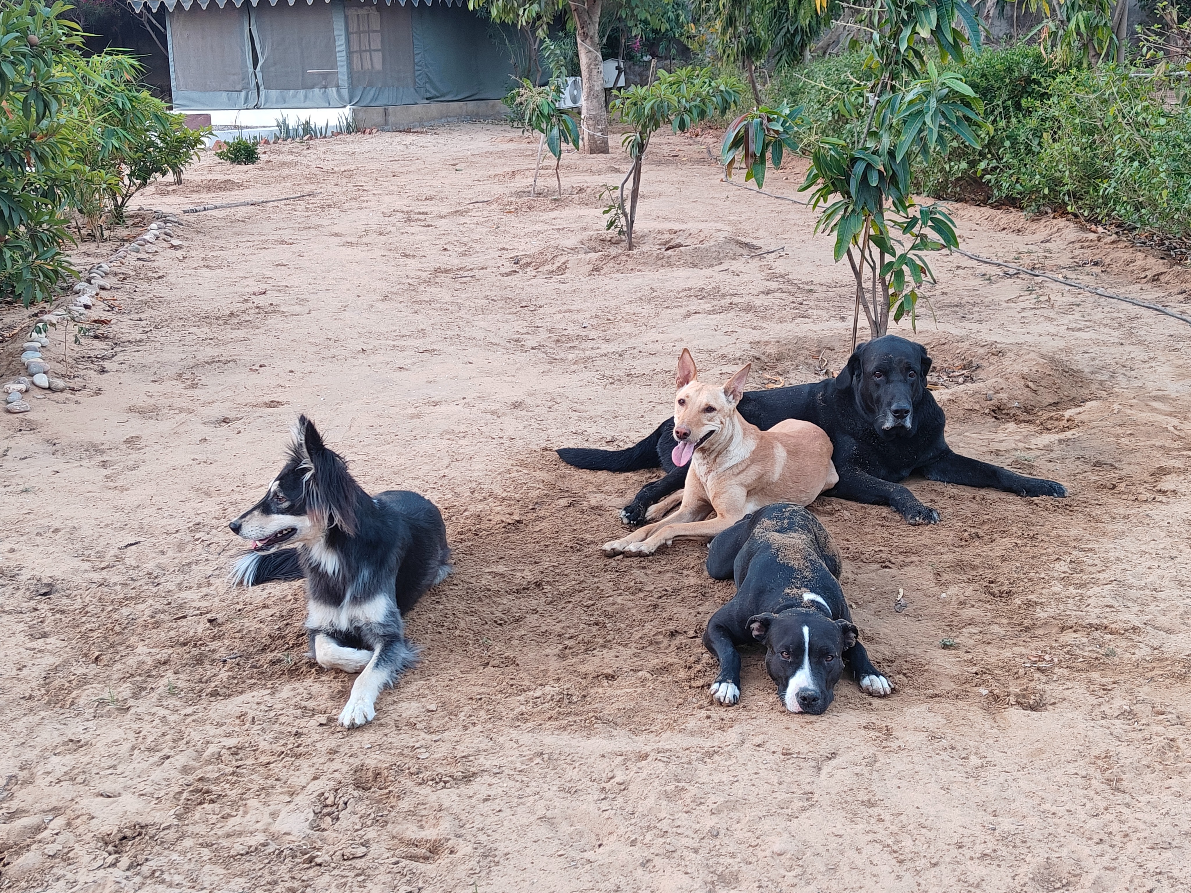 Two happy dogs relaxing in a sunlit boutique pet resort