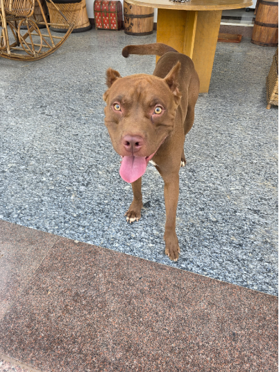 Simbha, a American Pitbull Terrier — Boarder of the Month at The Tail Den